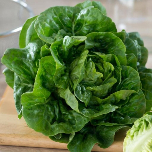 [110-110-120003-1000] Lechuga DERBI sin tratar recubierta (Gaut) sucrine verde 
