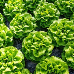 [110-110-120104-1000] Lettuce CALINDA organic pelleted (Gaut) butterhead green (1000/pk)