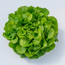 [110-110-120323-1000] Lettuce GLORINICE untreated pelleted (Gaut) Batavia green (1000/pk)