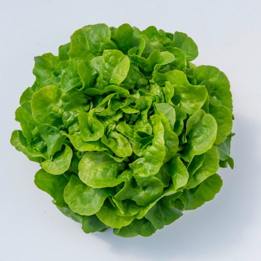 [110-110-120323-1000] Lechuga GLORINICE sin tratar recubierta (Gaut) Batavia verde 