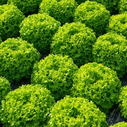 [110-110-120325-1000] Lettuce PARICI untreated pelleted (Gaut) Batavia green (1000/pk) 