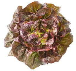 [110-110-120415-1000] Lettuce FATALE untreated pelleted (Gaut) rougette red (1000/pk)