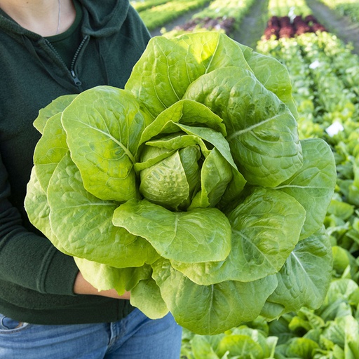 [110-110-120700-1000] Laitue romaine PICADOR non-traitée enrobée (Gaut) verte