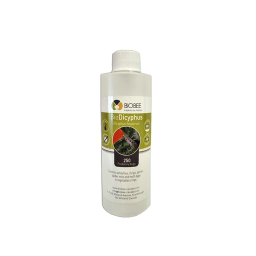 [130-110-03-124023101] BioBee BioDicyphus - Dicyphus hesperus (1K / bottle)