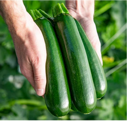 [110-110-141220-1000] Courgette MAVERIC (Parthénocarpique) N-T (Gaut) zucchini vert (1000/pqt)
