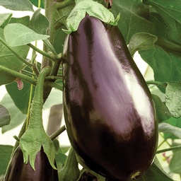 [110-110-091100-1000] Eggplant TRAVIATA organic (Vit)