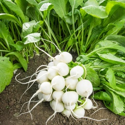 [110-110-140310-10000] Radish ANGELUS untreated (Gaut) round white