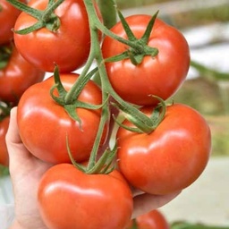 [110-110-103035-100] Tomate LANCASTER ('G544') sin tratar (Gaut) truss rojo (100/pk)