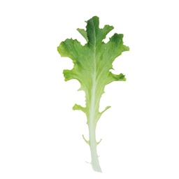 [110-110-034501-MLN] Lettuce CLEARWATER organic (Vit) babyleaf green babyleaf oak leaf green (1 MLN/pk)