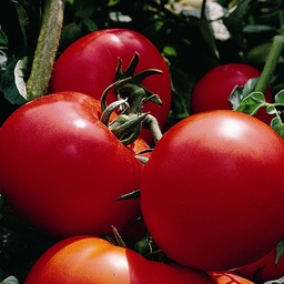 [110-110-102517-100] Tomate MORANE sin tratar (Gaut) round rojo (100/pk)