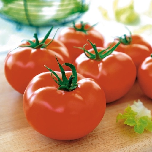 [110-110-104515-100] Tomate BRENTYLA Bio (Gaut) ronde rouge