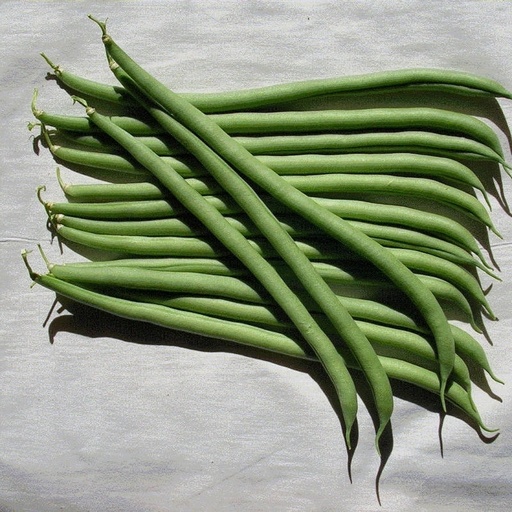 [110-110-141101-1000] Haricots VESPERAL N-T (Gaut) vert 