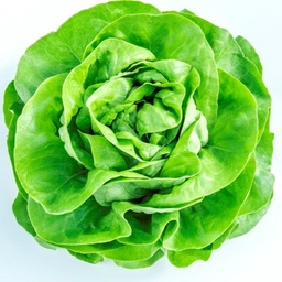 [110-110-120100-1000] Lettuce ETINCEL organic pelleted (Gaut) butterhead green (1000/pk)