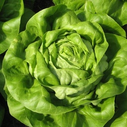[110-110-120102-1000] Lettuce FOSTER organic pelleted (Gaut) butterhead green (1000/pk)