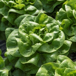 [110-110-120104-1000] Lettuce MACUMBA organic (Gaut) butterhead green