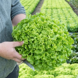 [110-110-120309-1000] Lechuga NOBILIS sin tratar recubierta (Gaut) Batavia verde (1000/pqt)