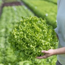 [110-110-120311-1000] Lechuga OTIS sin tratar recubierta (Gaut) Batavia verde (1000/pqt)