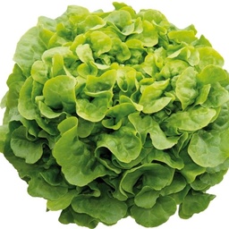 [110-110-120503-1000] Lechuga ONNICE sin tratar recubierta (Gaut) oakleaf verde (1000/pqt)