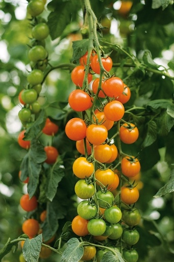 [110-110-011400-1000-ARCHIVÉ] Tomate TORONJINA orgánico (Vit) cherry naranja (1000/pk)
