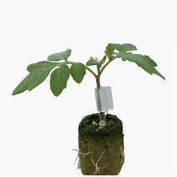 [110-110-211905-1000] Tomato ESPARTANO untreated primed (Enza) rootstock (1000/pk)