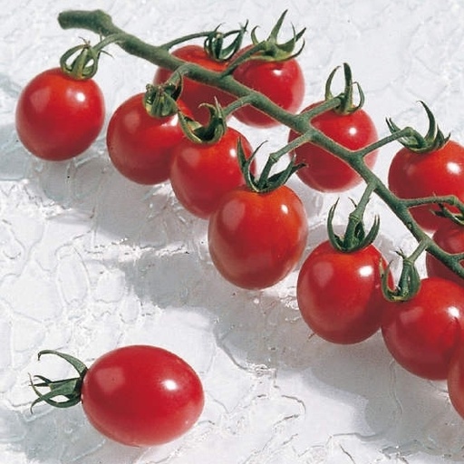 [110-110-101550-100] Tomate APÉRO N-T (Gaut) cocktail rouge