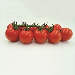 [110-110-102000-100] Tomate TANKINI 'K4' sin tratar (Gaut) cocktail rojo (100/pk)