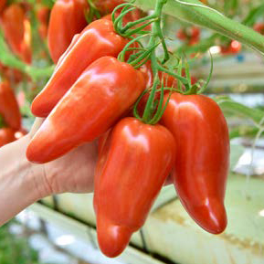 [110-110-103060-100] ​​Tomato LICORNA (DC577) untreated (Gaut) cornue des Andes red 