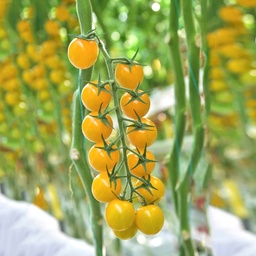 [110-110-103400-100] Tomate SWEEDOR 'C88' sin tratar (Gaut) amarillo cherry (100/pk)