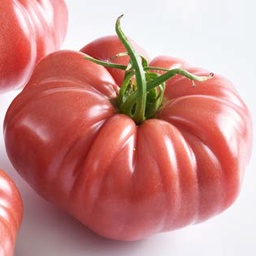 [110-110-103650-100] Sem. Tomate MARPINK ('RP574') N-T (Gaut) marmande rose (100/pqt)