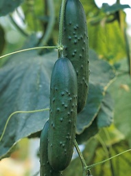 [110-110-021600-100] Cucumber PARAISO organic (Vit) slicer (100/pk)