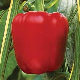 [110-110-041100-1000] Sweet pepper SPRINTER organic (Vit) blocky red (1000/pk)