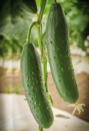 [110-110-021900-100] Cucumber PRIMAVERA organic (Vit) slicing (100/pk)