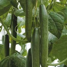 [110-110-221400-100] ​Cucumber SOLSTICE untreated (Enza) long (100/pk)